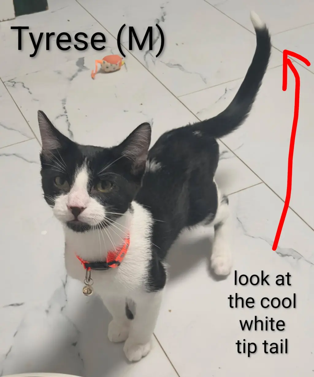 Tyrese