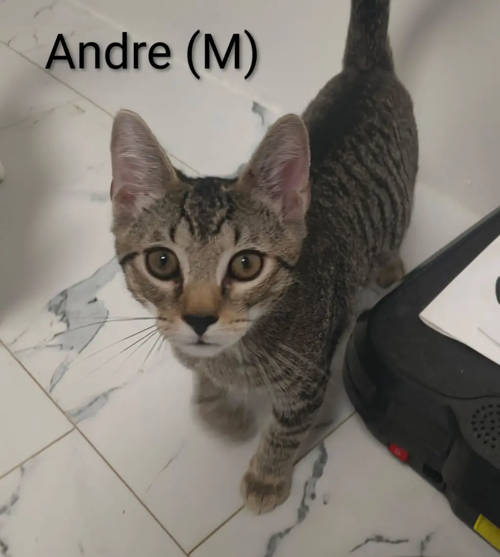Andre'