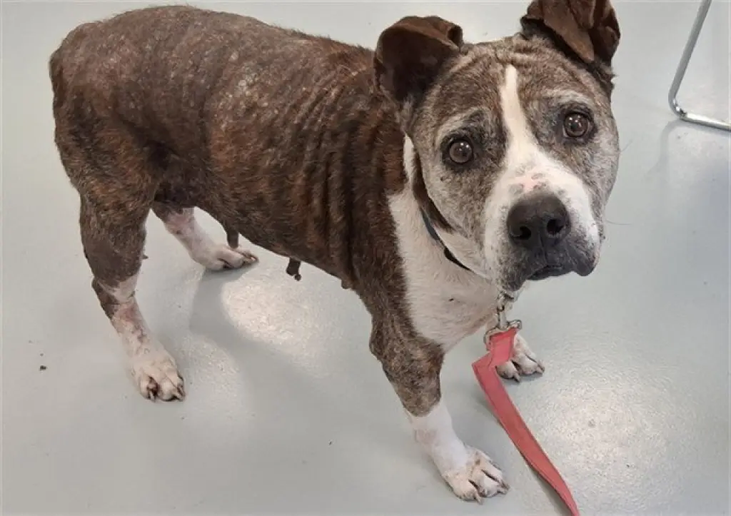 MILDRED