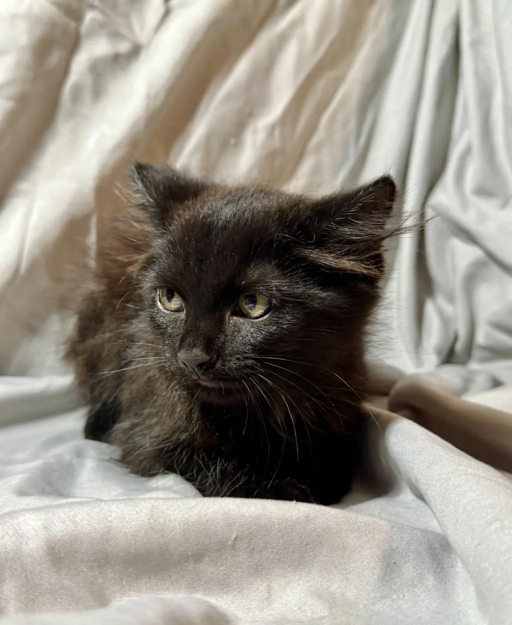 Sirius