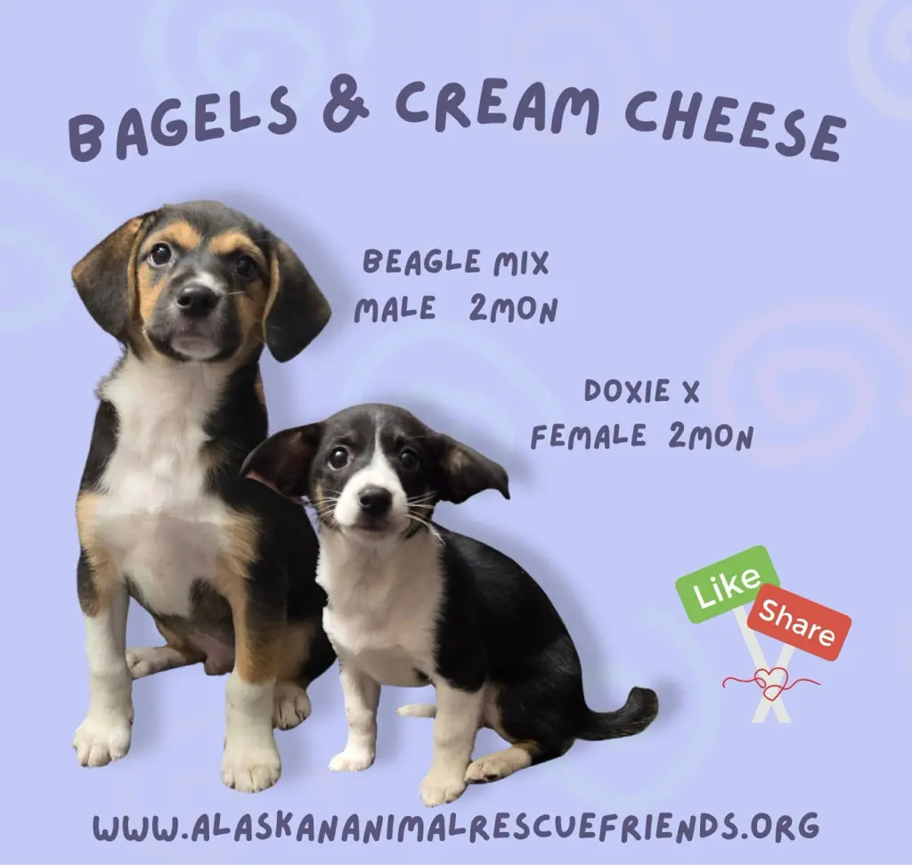 Bagels