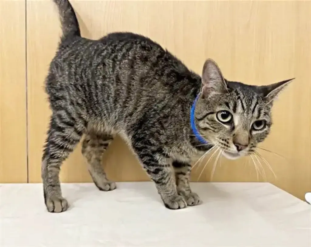 PAW MCCARTNEY