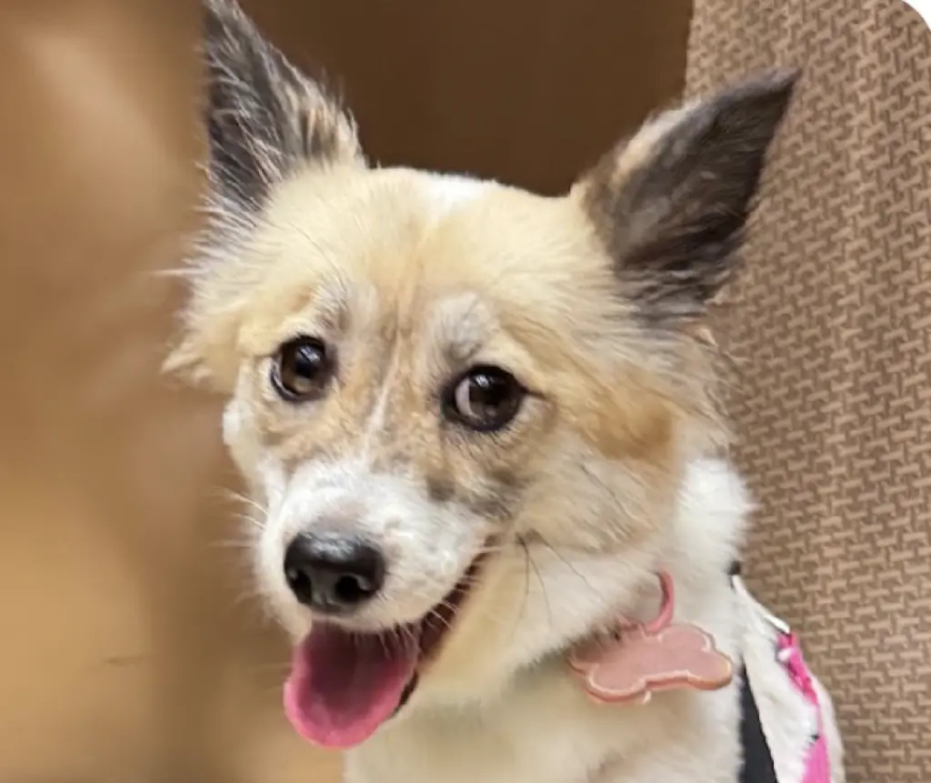 Gina
