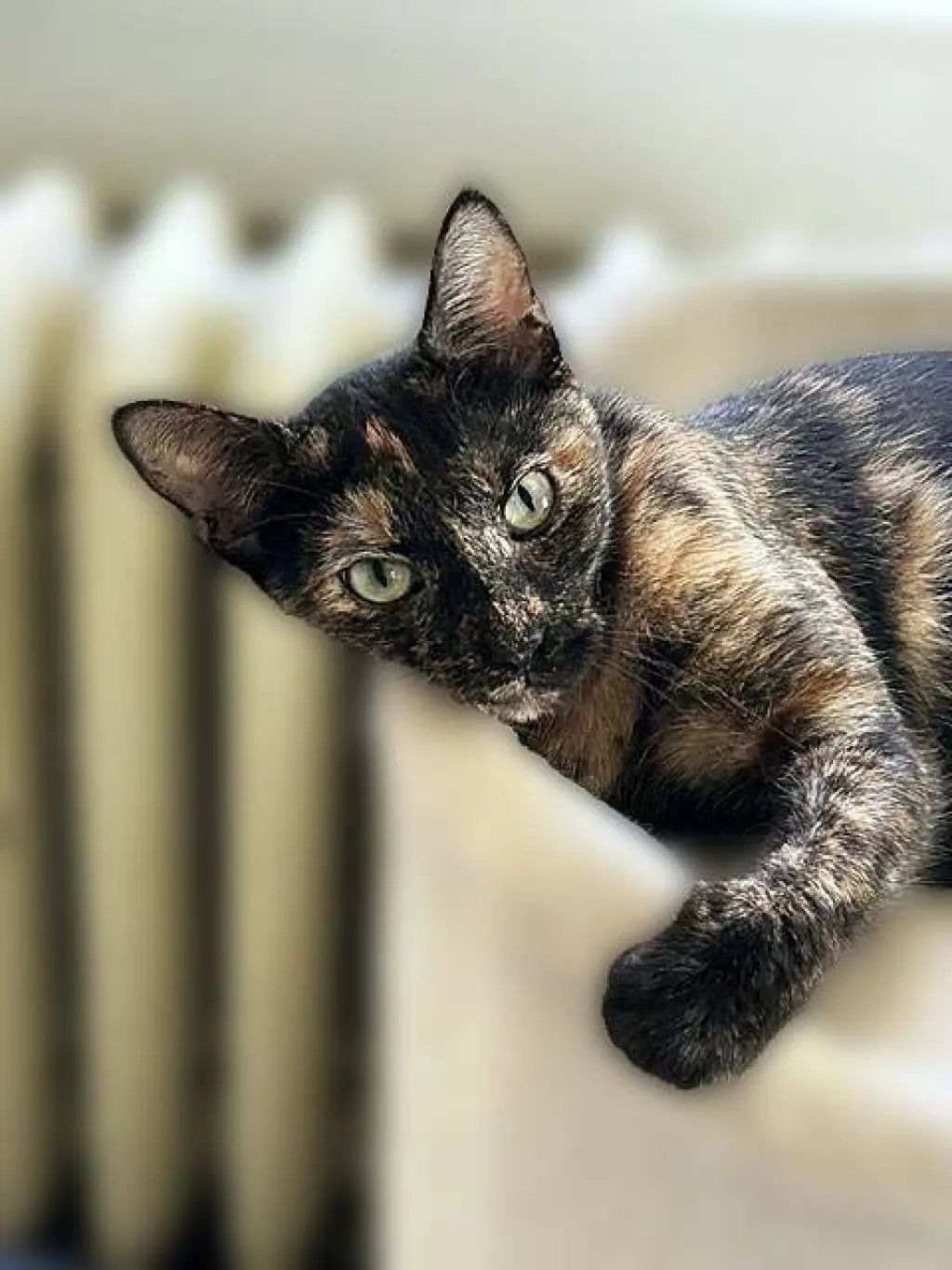 Mercy - Stunning Sweet Young Torti