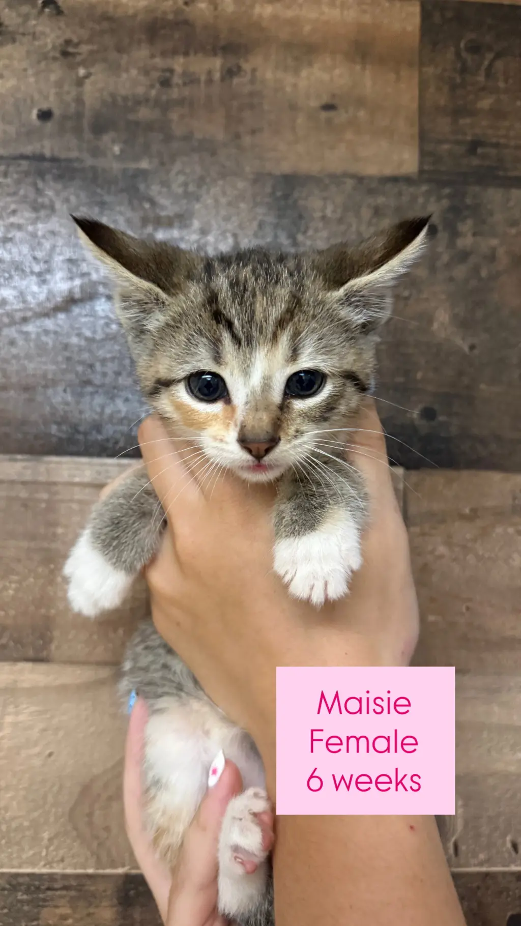 Maisie