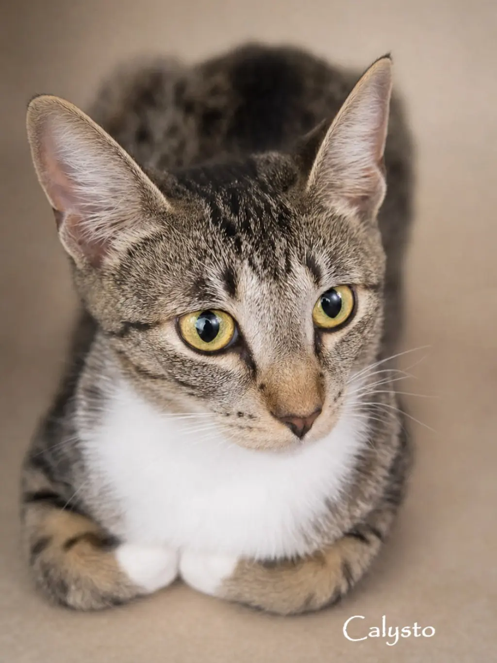 Calysto & Gabriele (bonded pair)