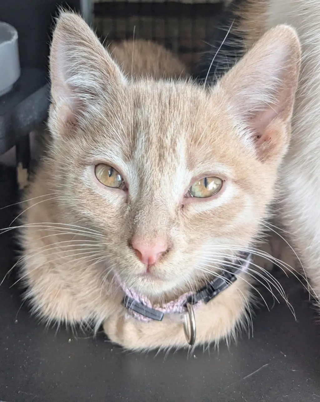 Fiyero