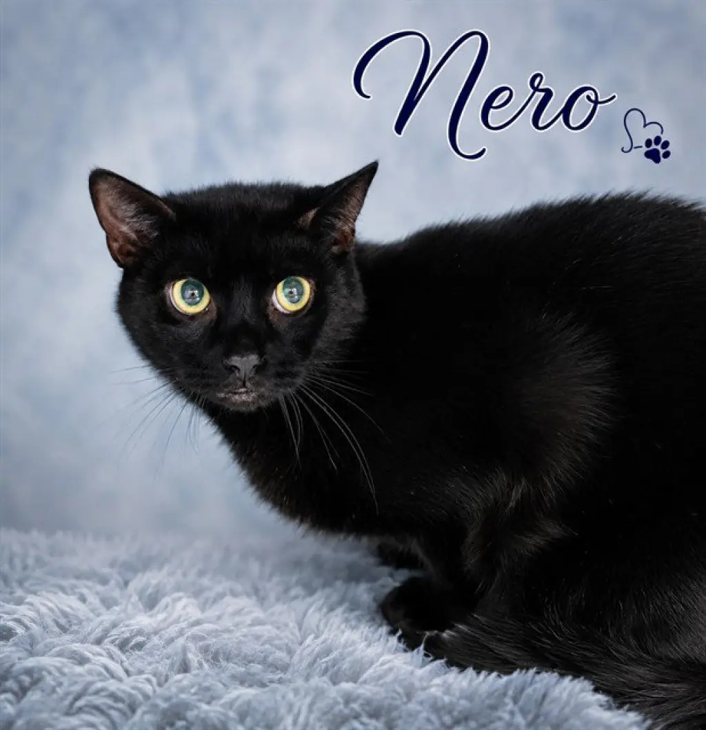 NERO
