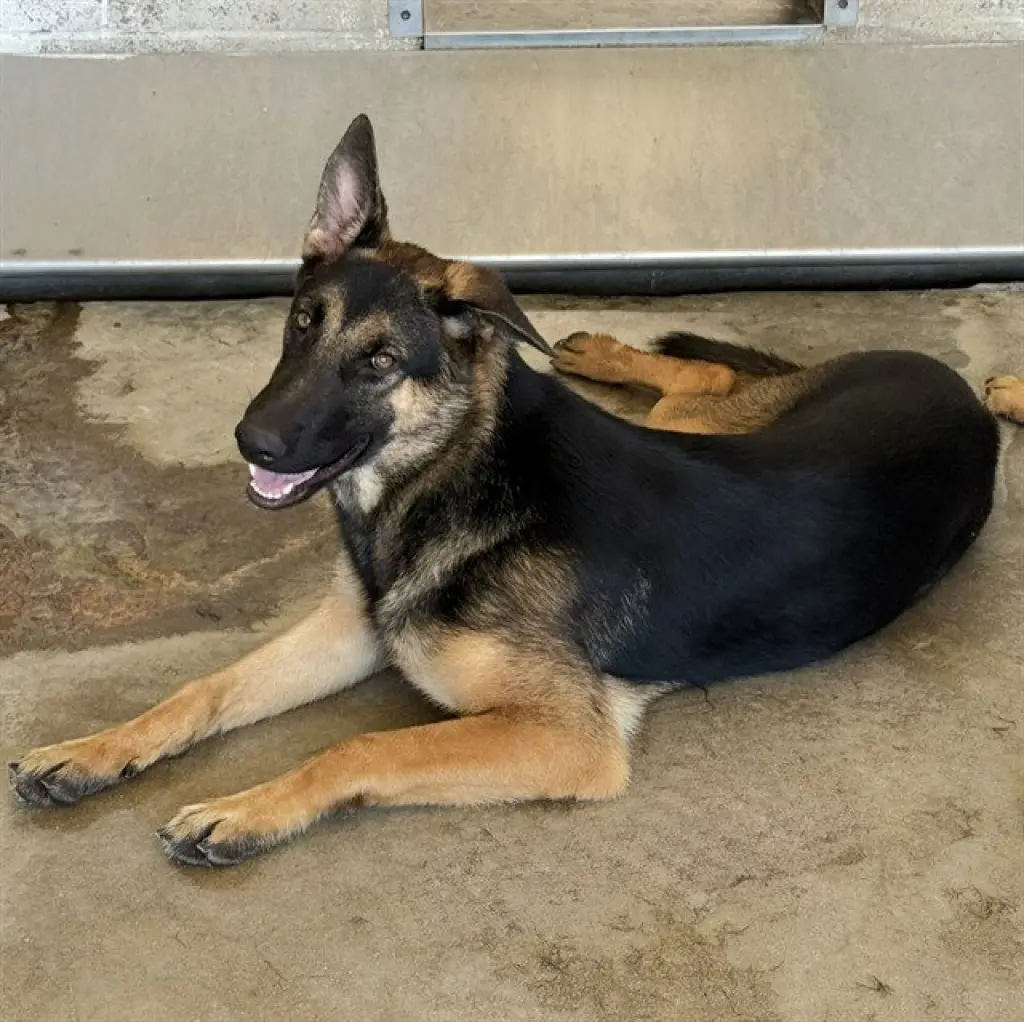 STAR