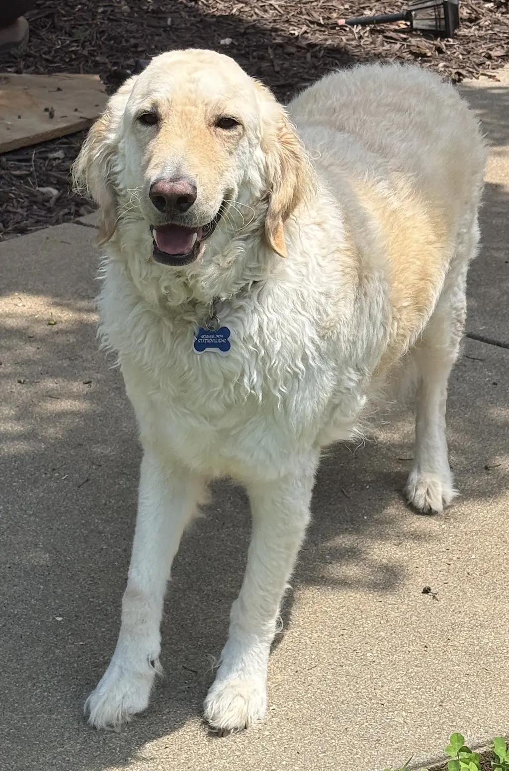 Biscuit