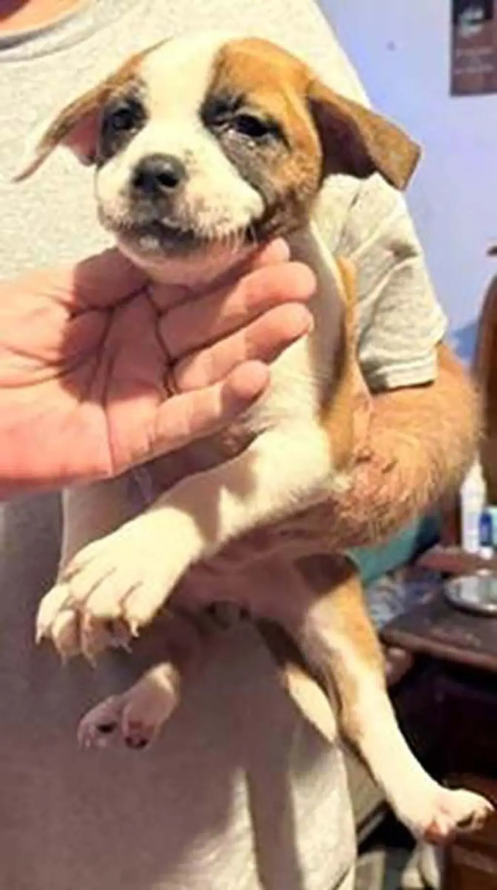 Five Boxers Annabeth