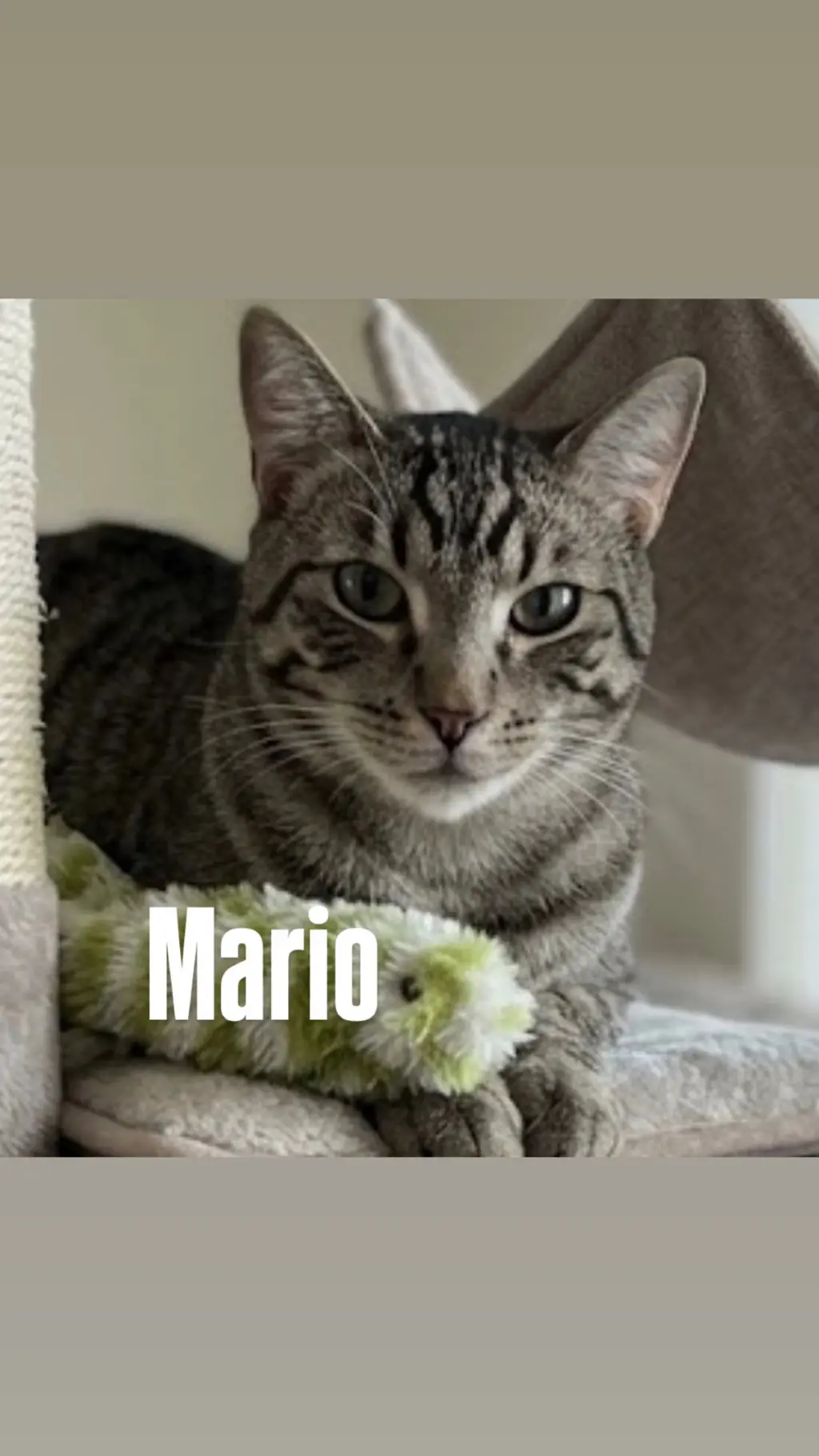Mario