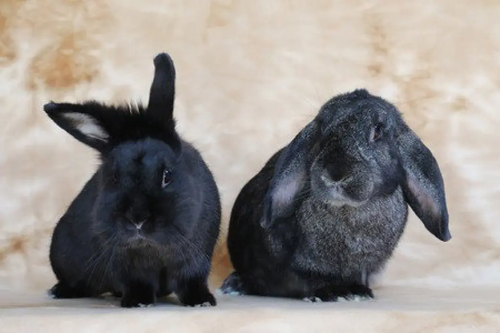 Lil Bunky and Anthony (bonded pair)