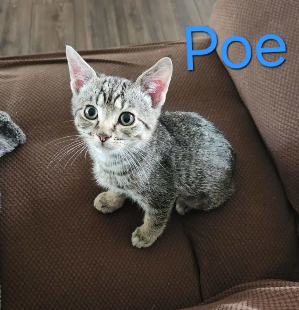 Poe