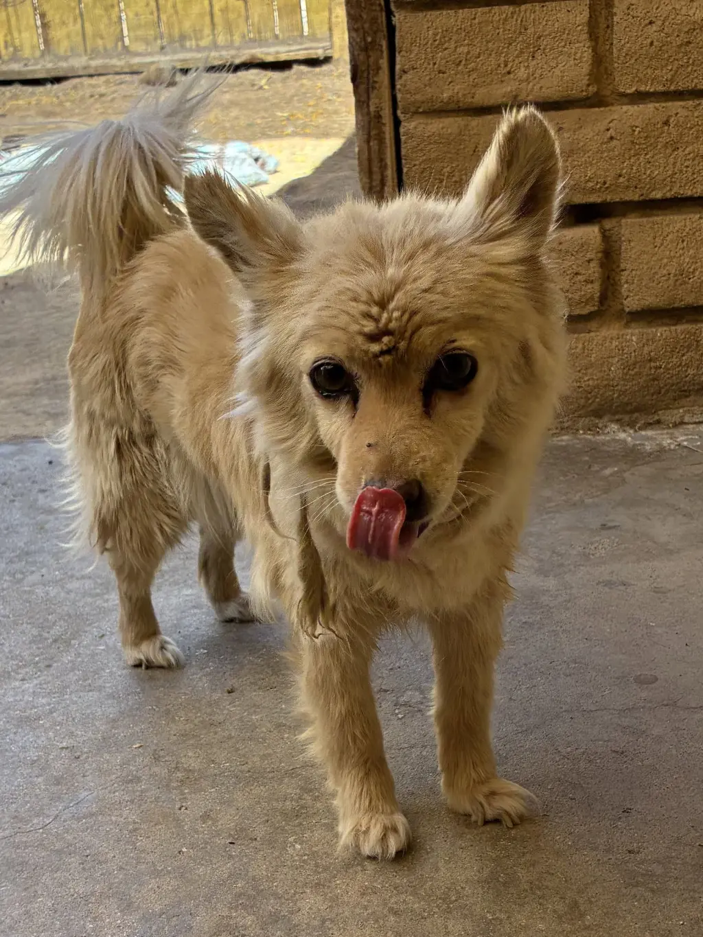 Silly-ADOPTED 9/3/26