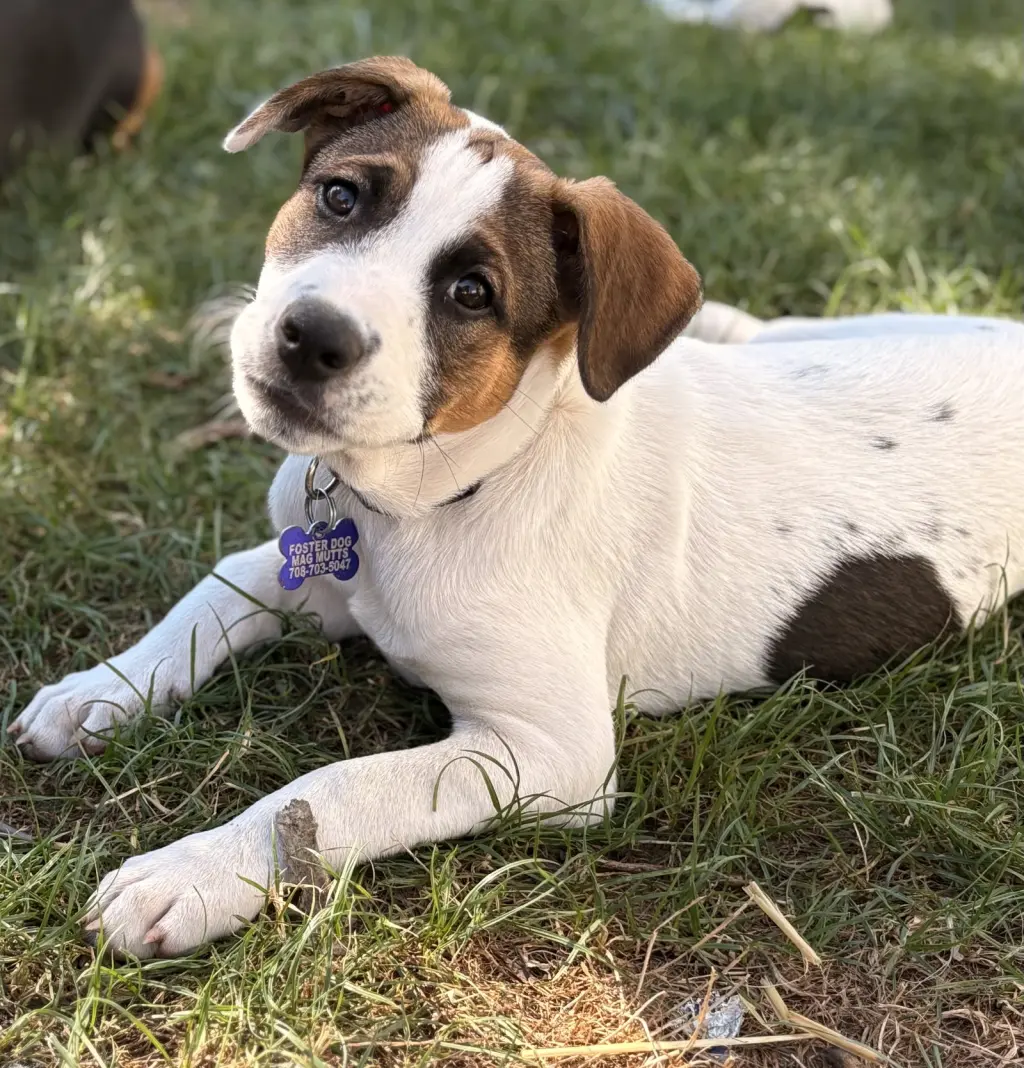 Opie