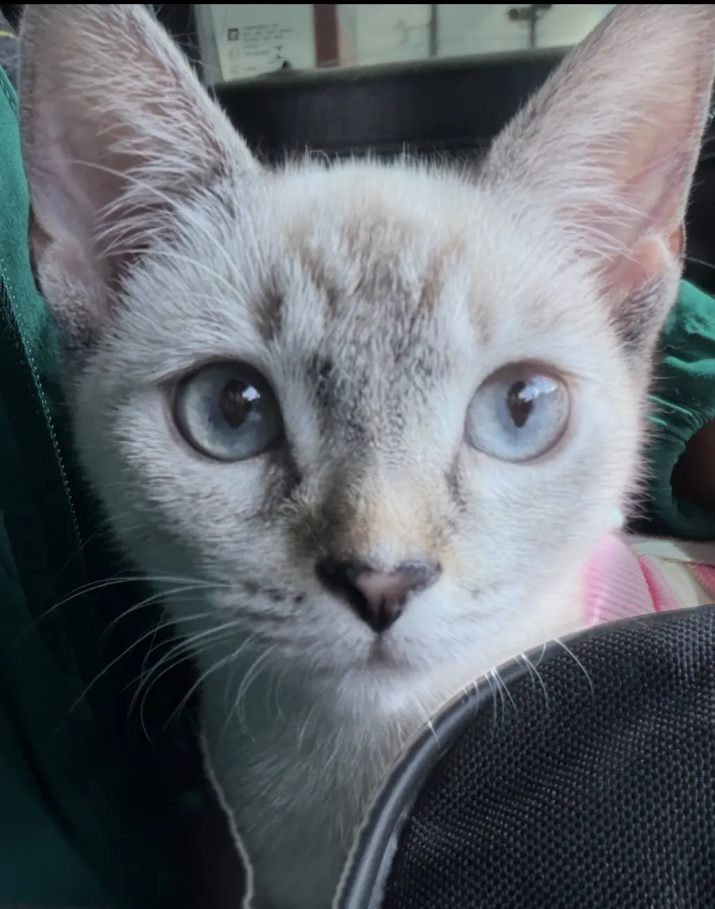 Alice
