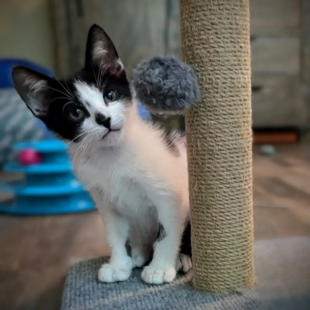 Pip