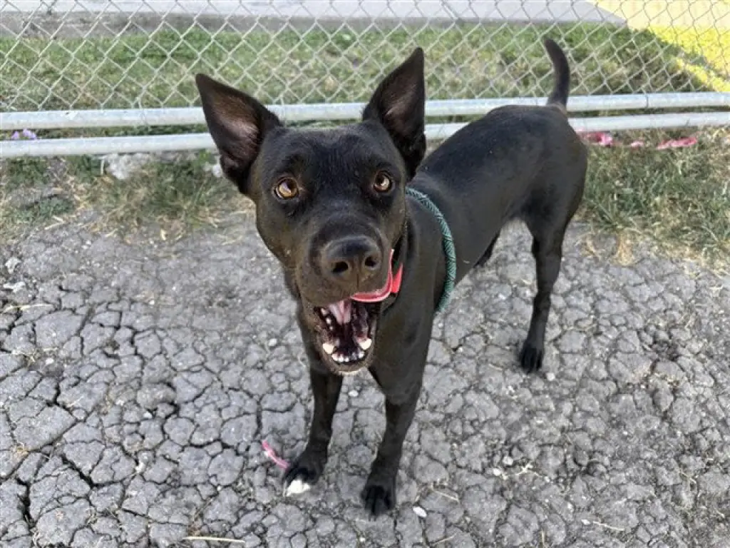 JACK