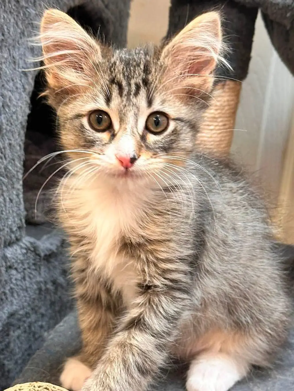 LEO