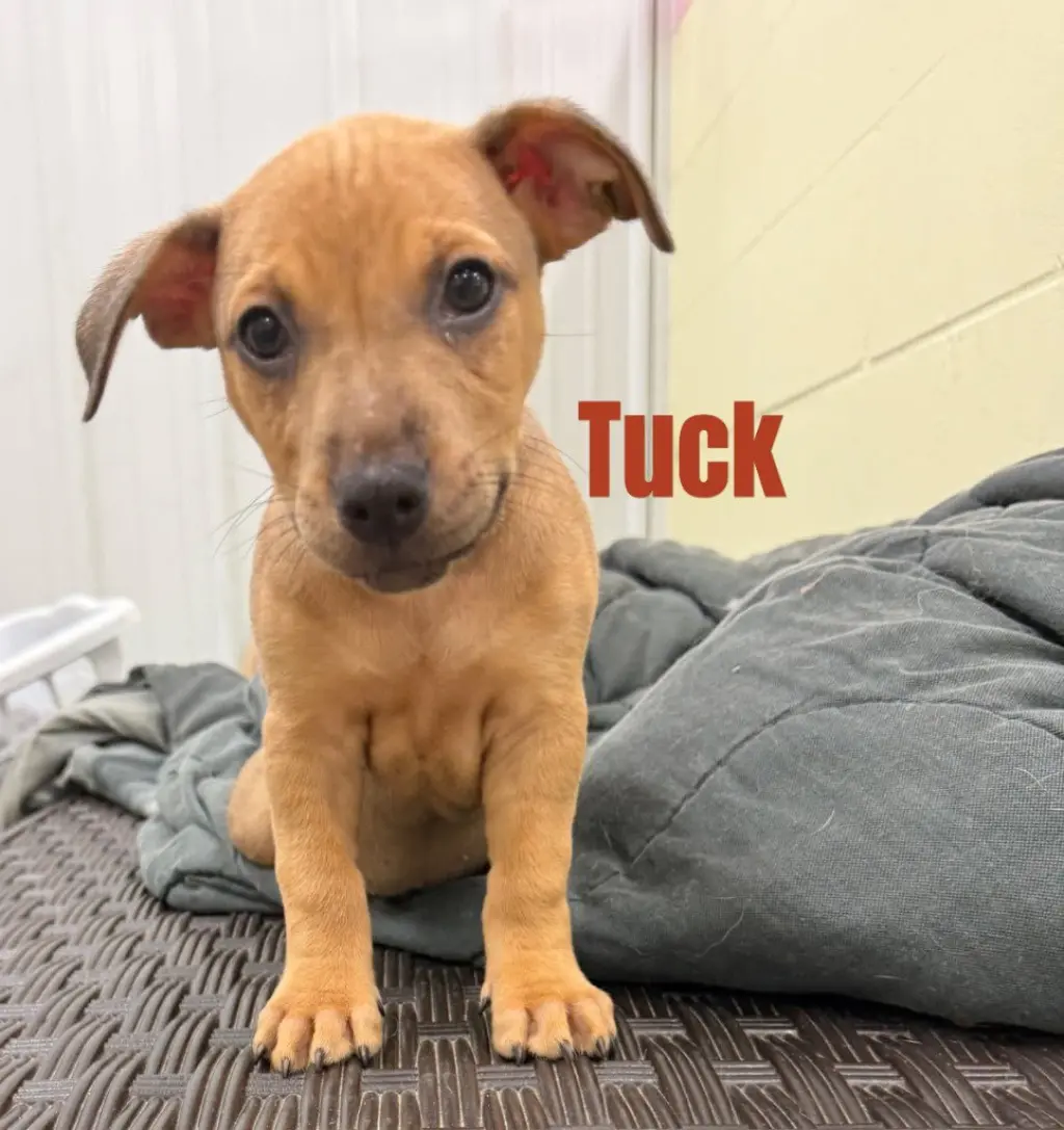 Tuck- in a foster home