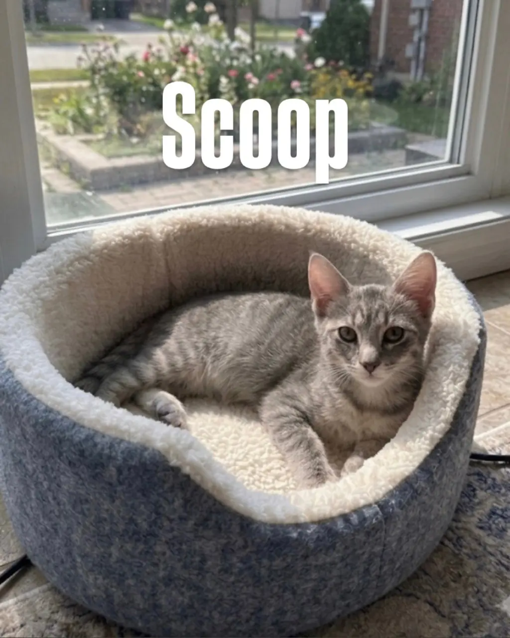 Scoop