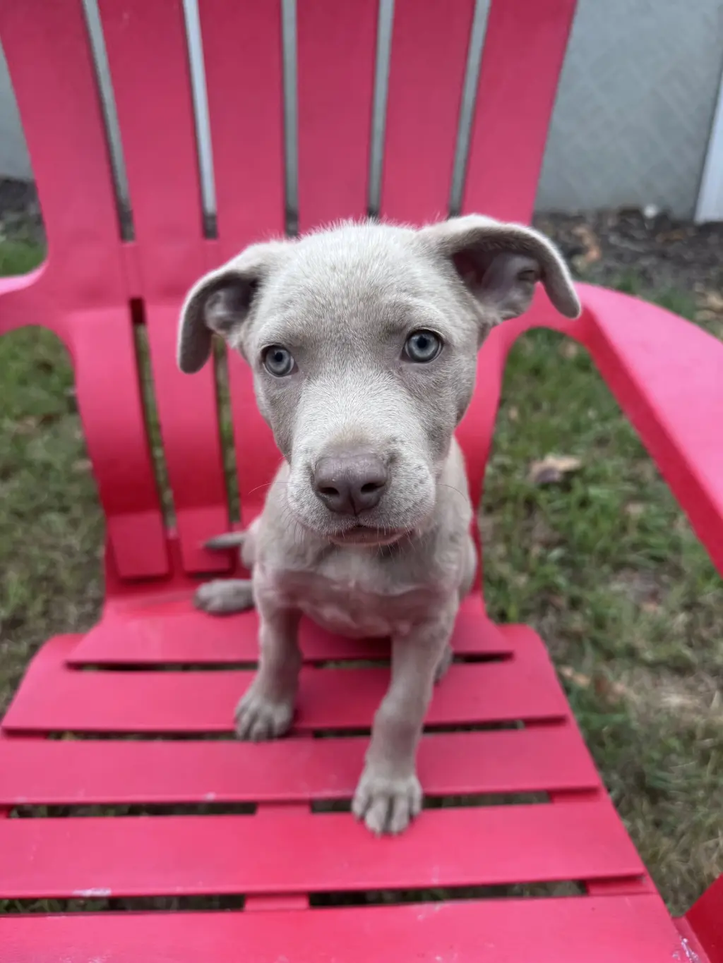 Petunia