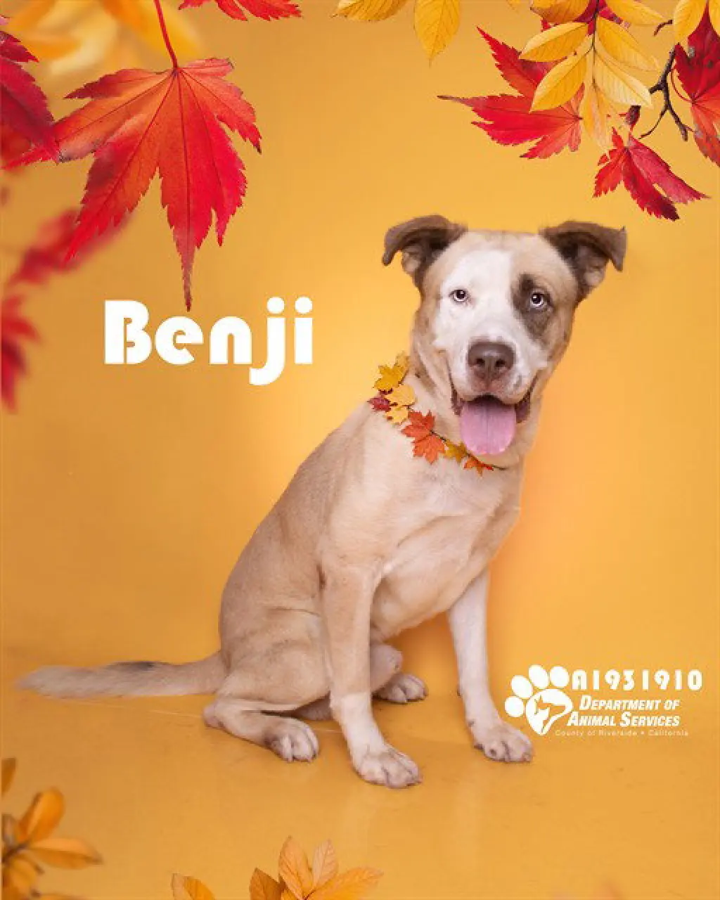BENJI