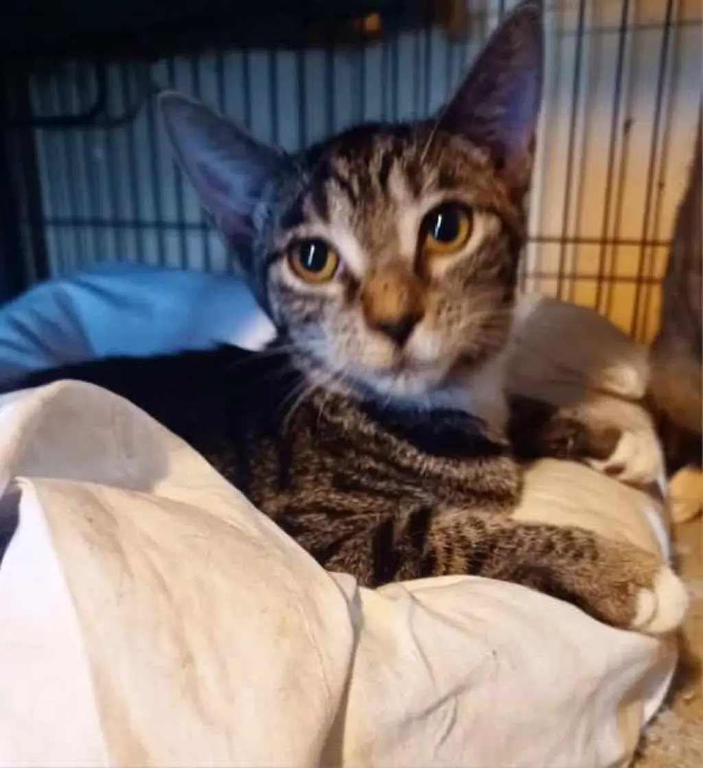 Nikki =^.^=