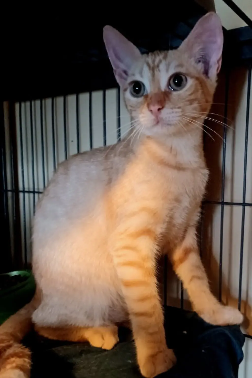 Nathan =^.^=