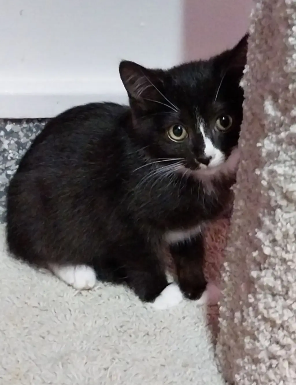 Meko * IN FOSTER *