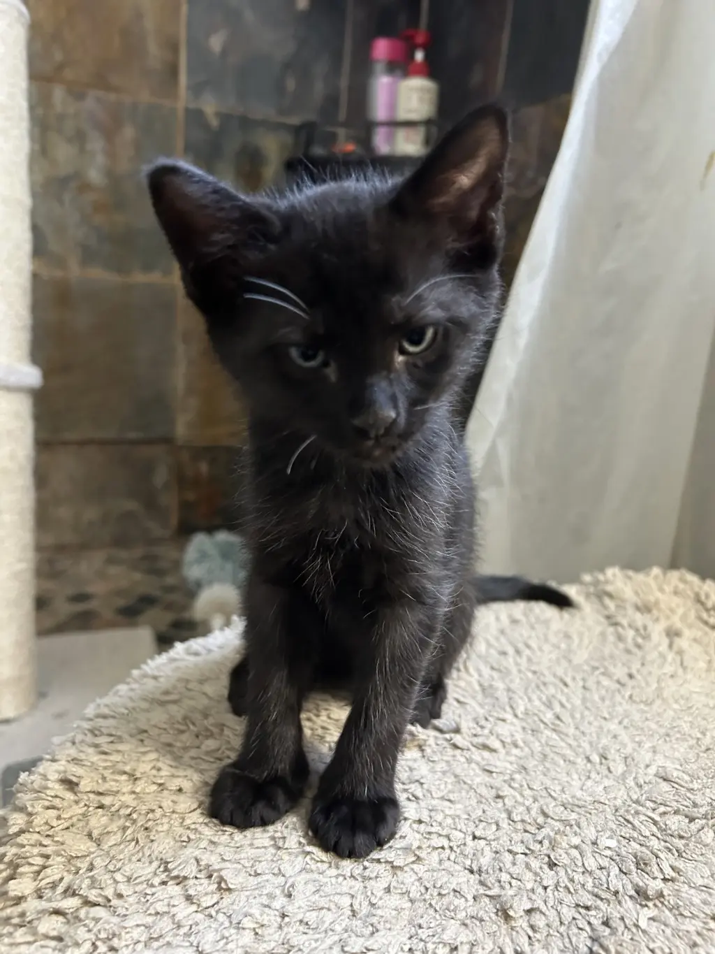 Flicker =^.^=