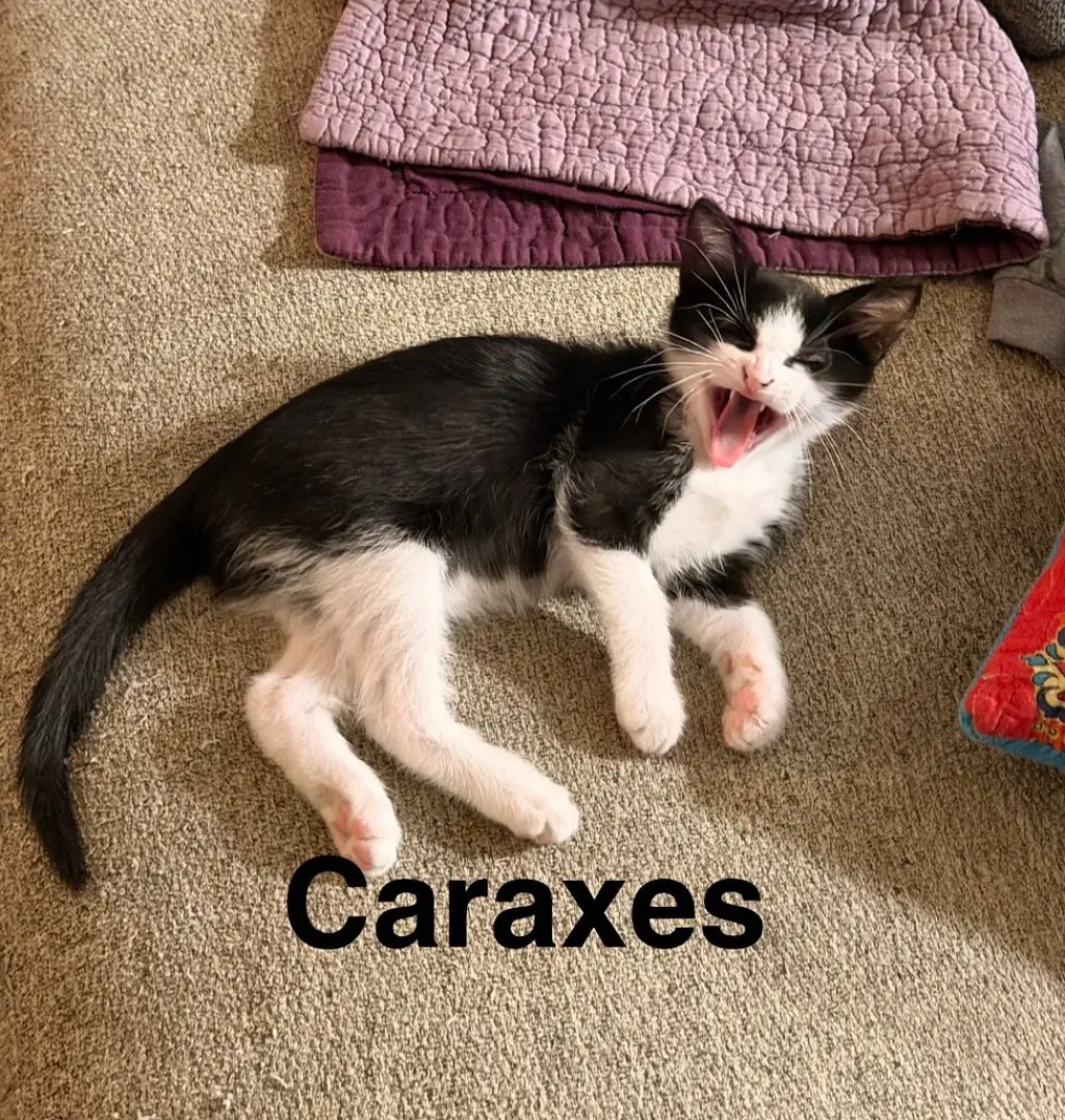 Caraxes "Axe