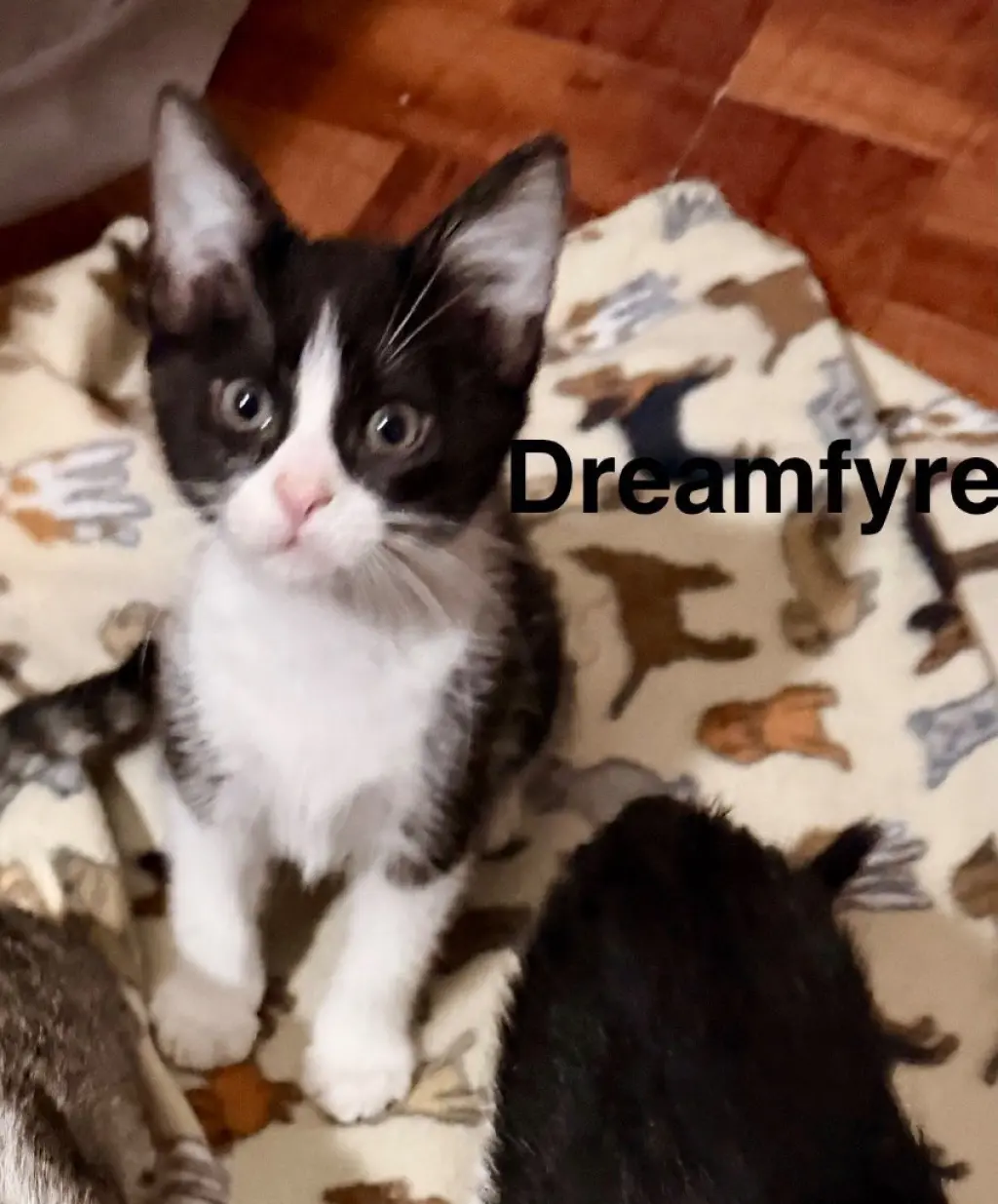 Dream Fyre