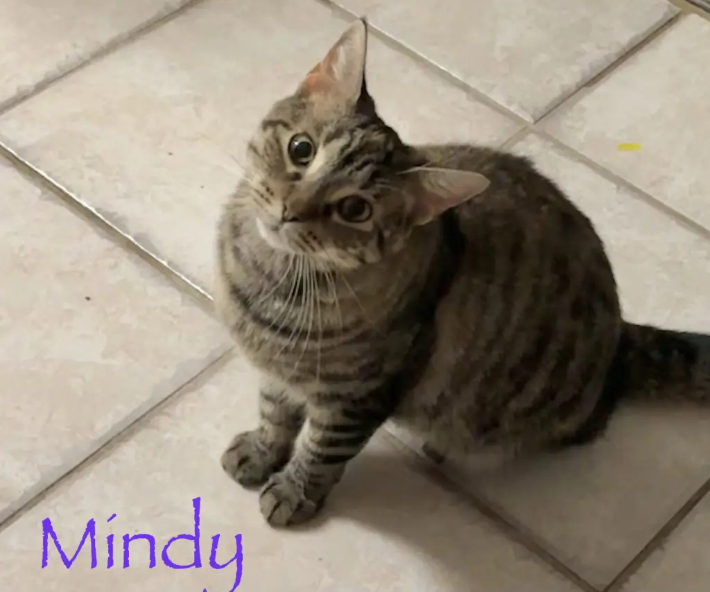 Mindy