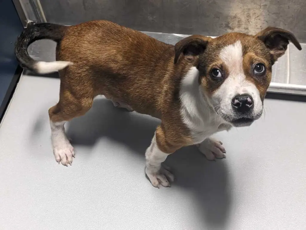 Smiley ~FOSTER or FOSTER TO ADOPT NEEDED~