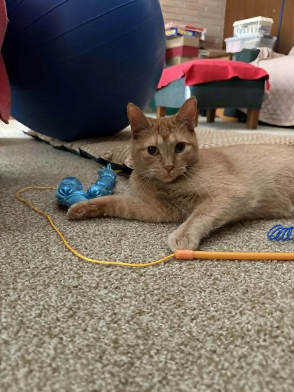 Zena