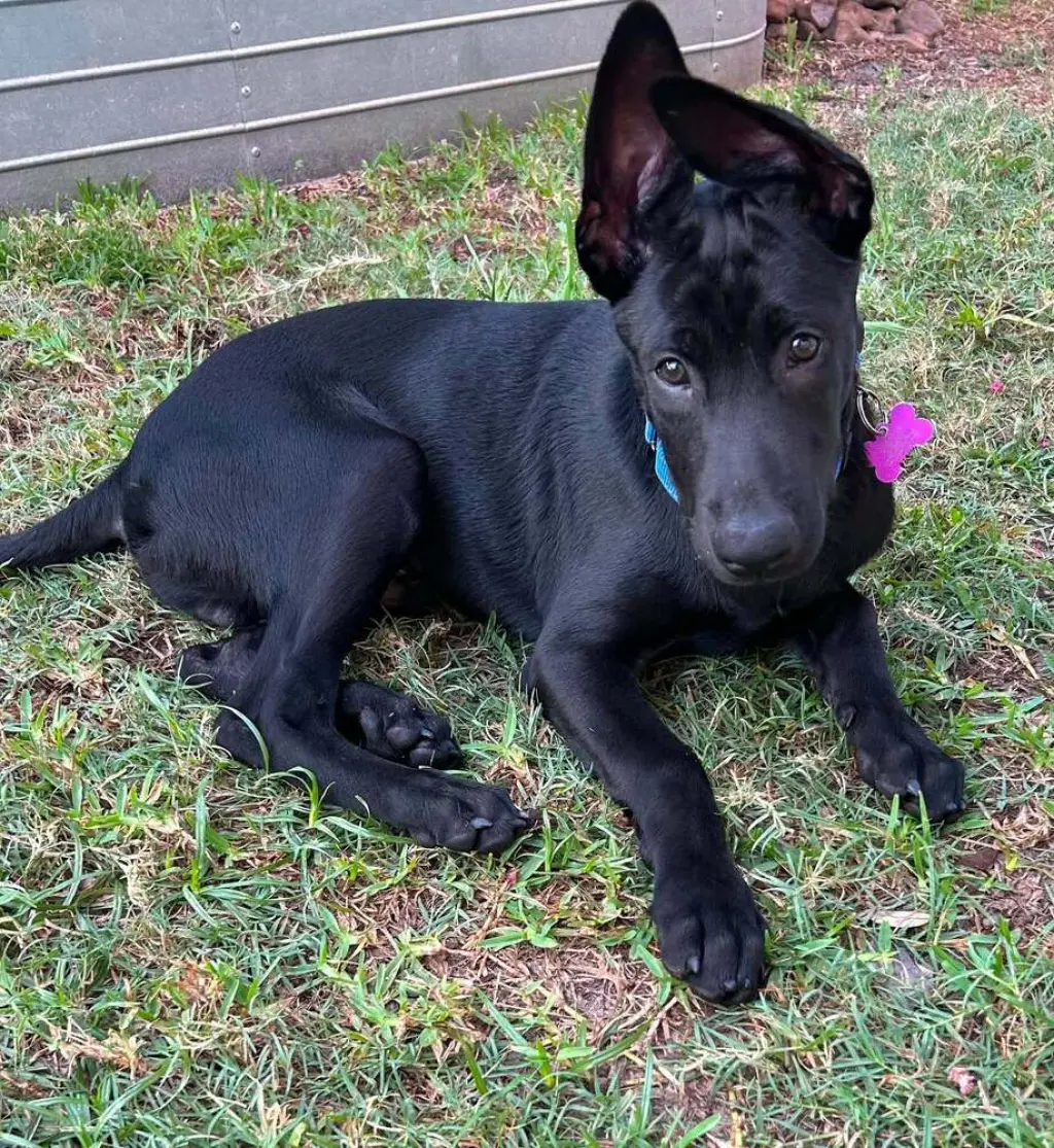 Texas Legends Litter- Stevie Ray - Located in TX