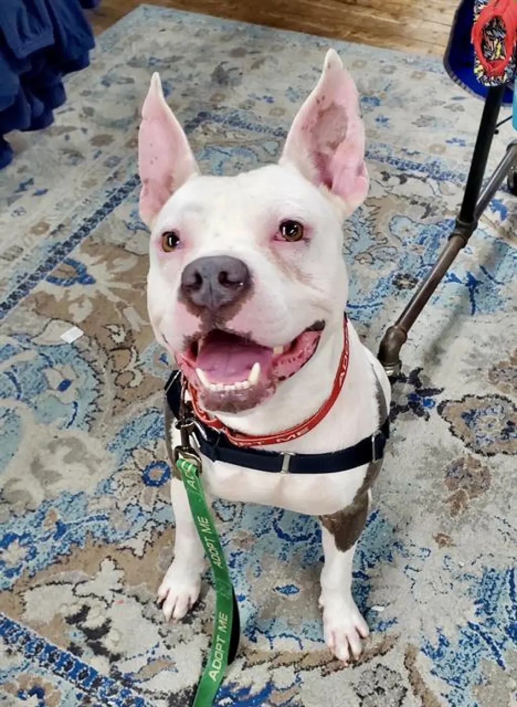 PETEY