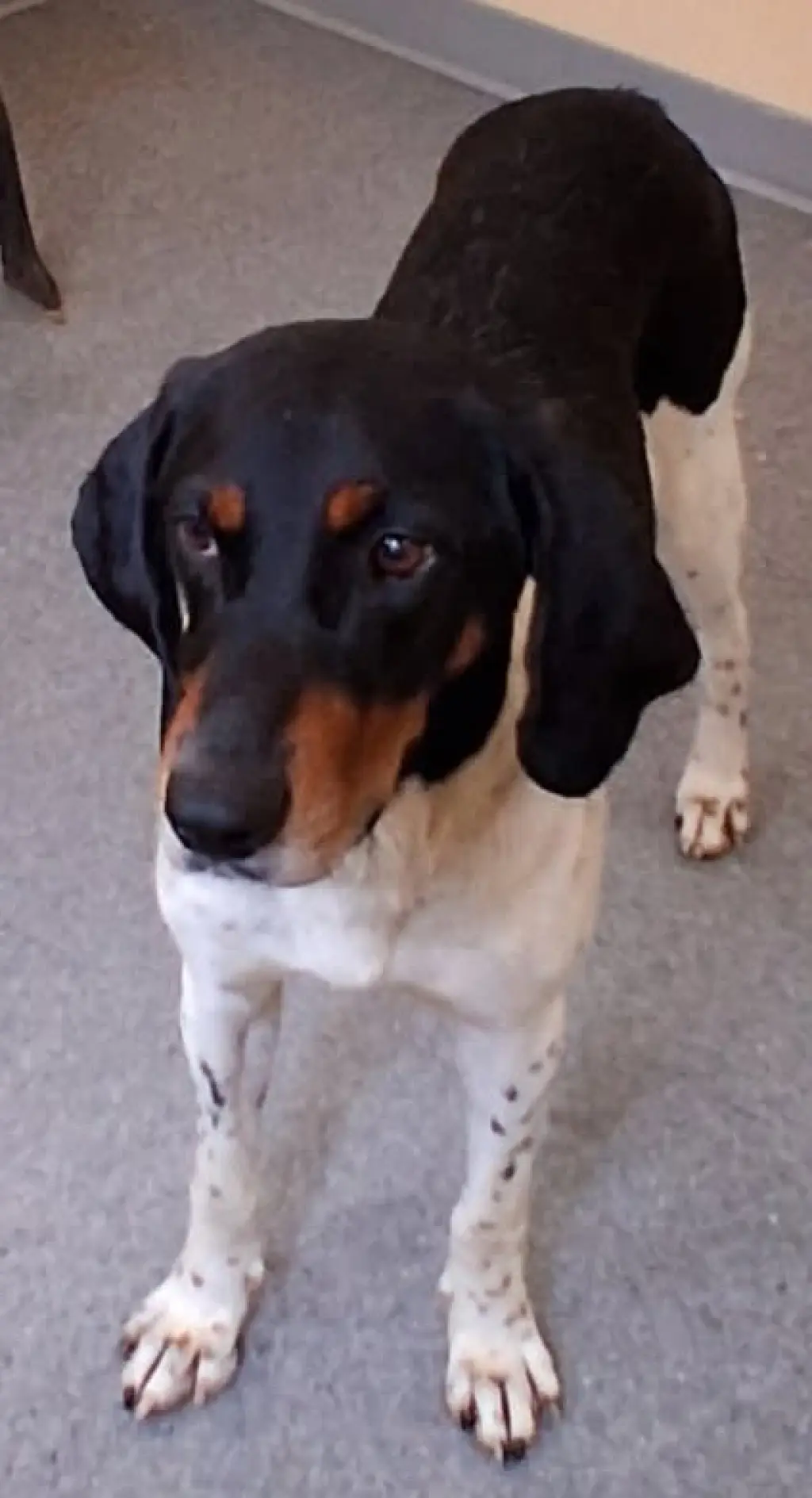 Louie