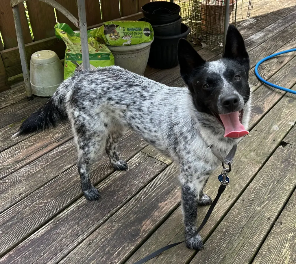 Stella