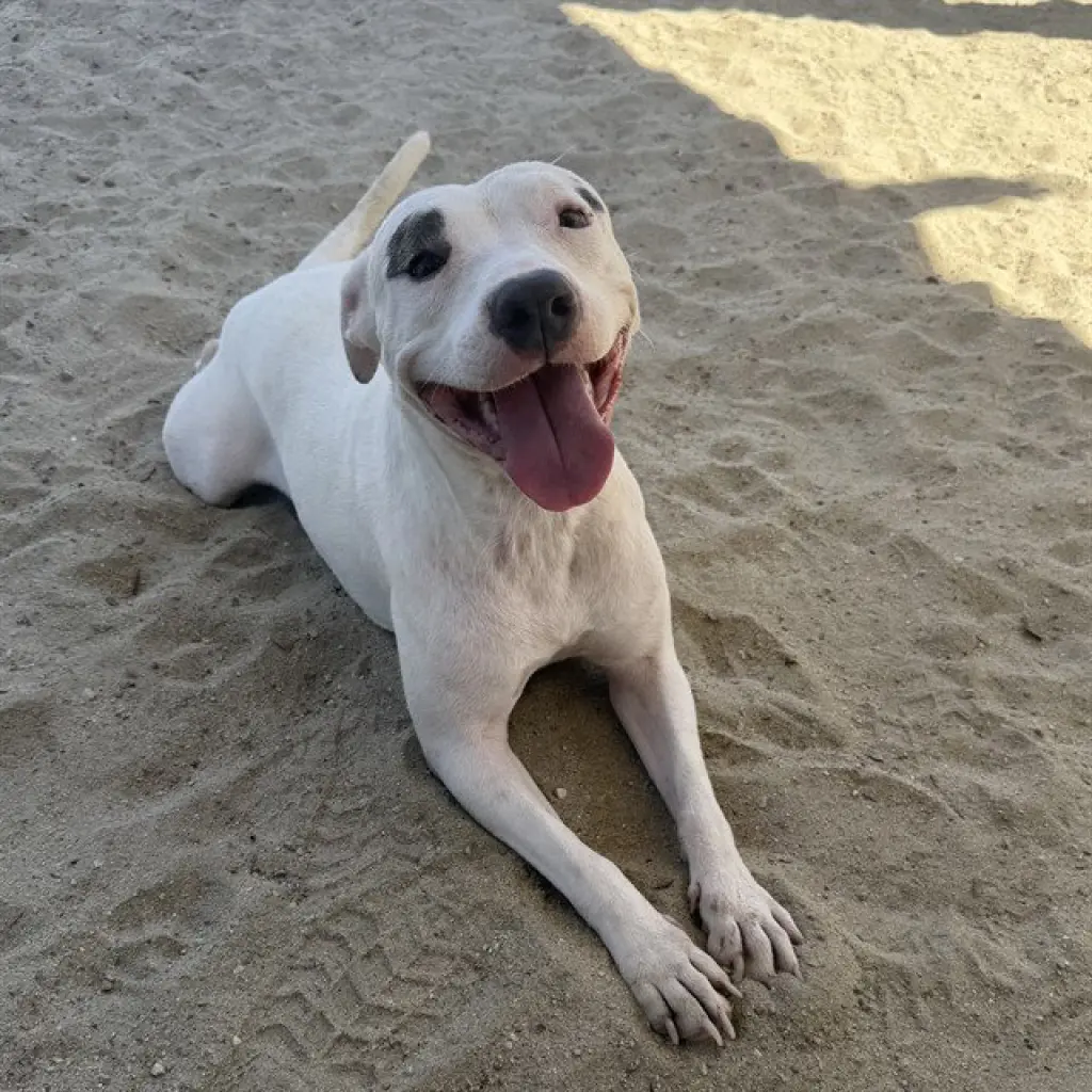 BLANCA BELLA