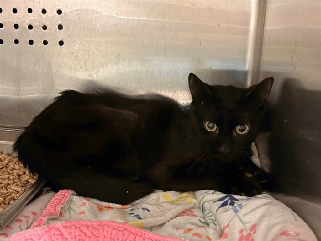 SALEM