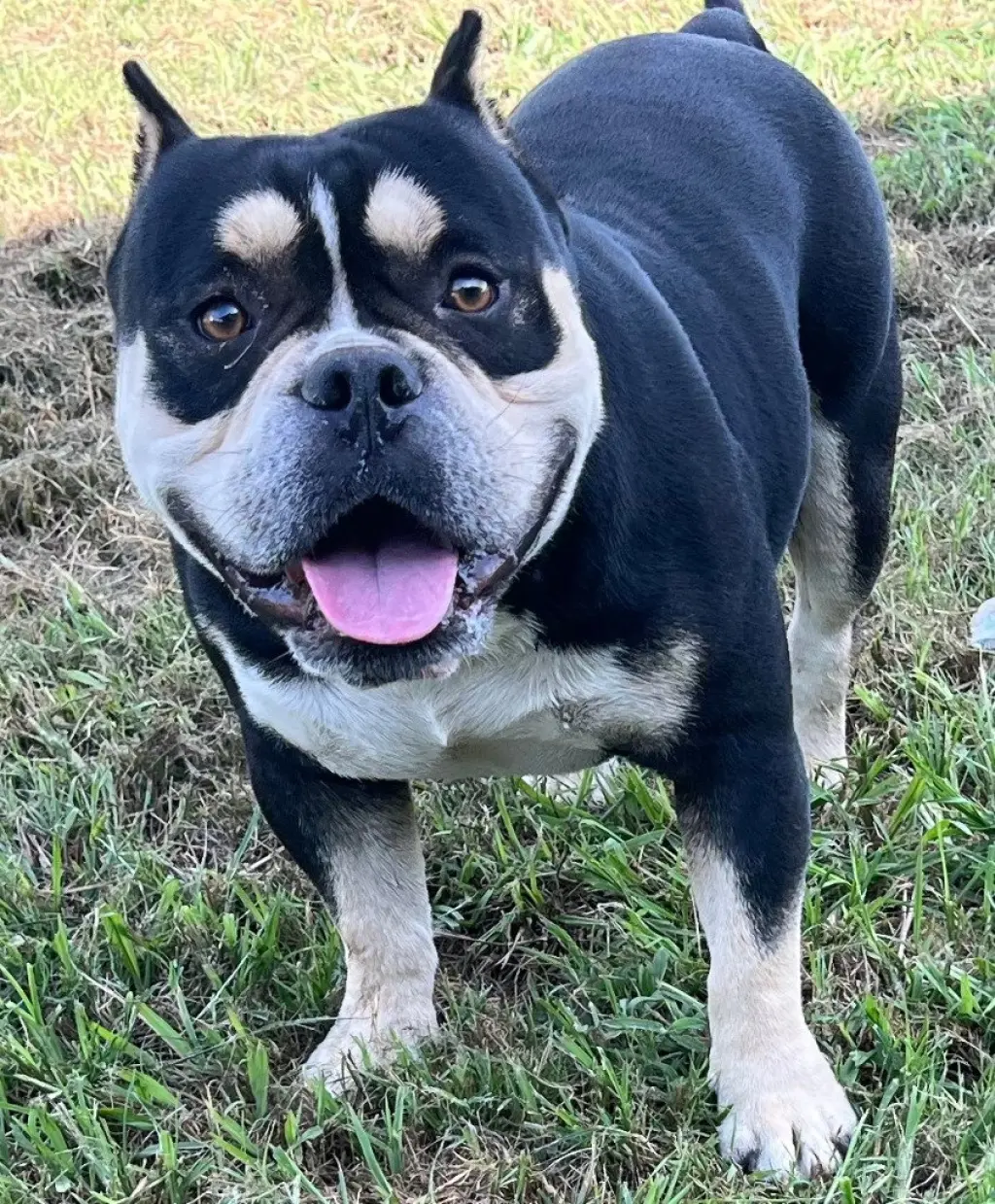 Dozer