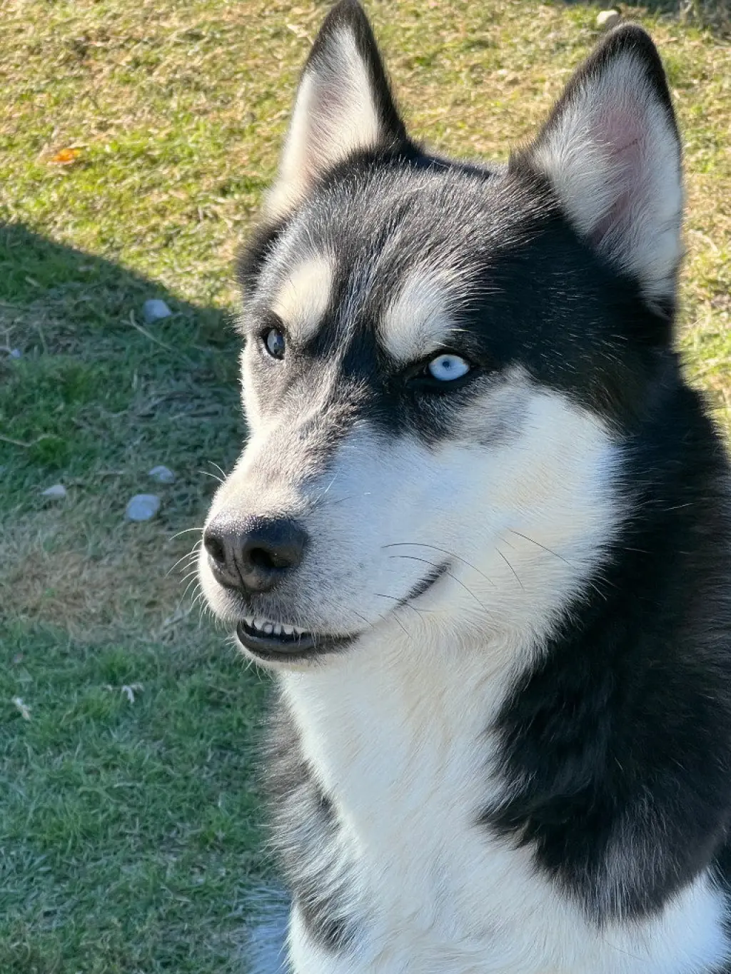 Amos
