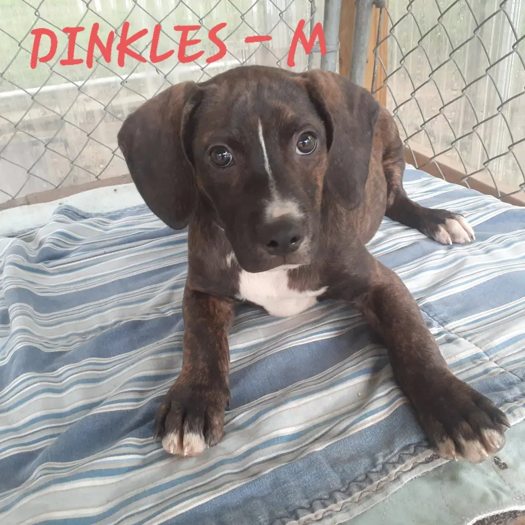 Dinkles (3mo, 23lbs)