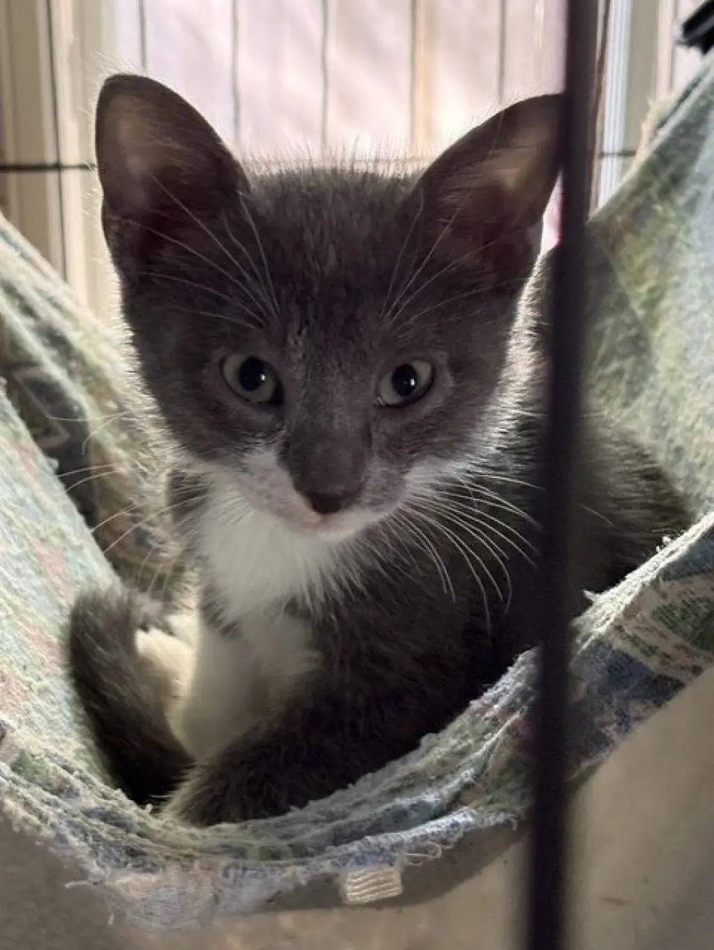 PENNY