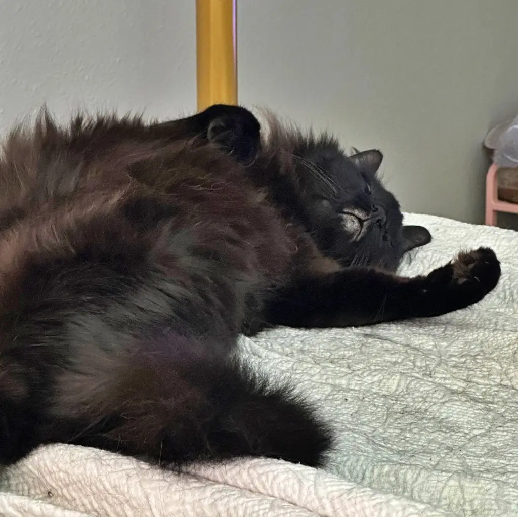 PAPA #1989 - Offered by Owner - Long Haired Senior