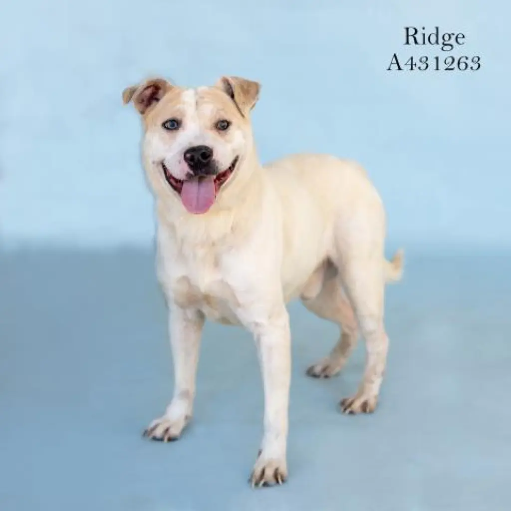 RIDGE