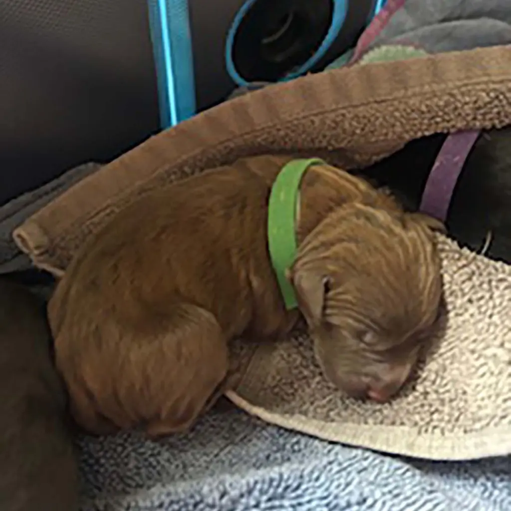Princess Pup Tiana